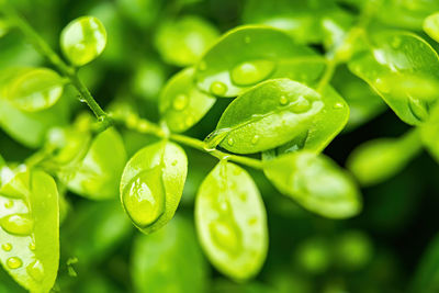 Close-up of water drops on plant