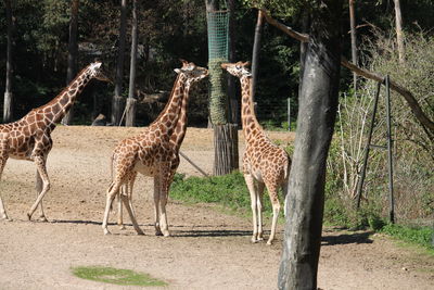 View of two giraffe in zoo