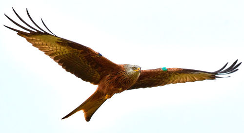 Low angle view of eagle flying against clear sky