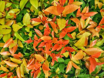 Full frame shot of orange leaves