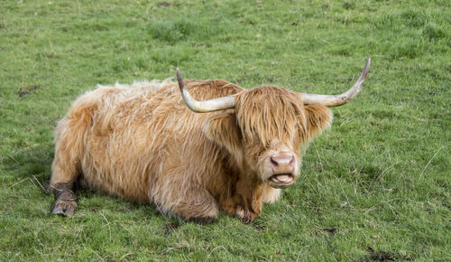 Highland cattle relaxing on grassy field