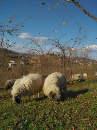 Sheep relaxing on field