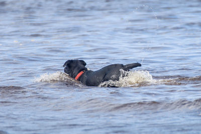 Dog swimming in sea