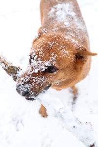 Cute dog brought a stick to the owner in winter