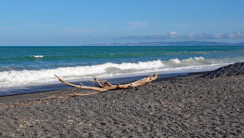 Driftwood on beach against sky