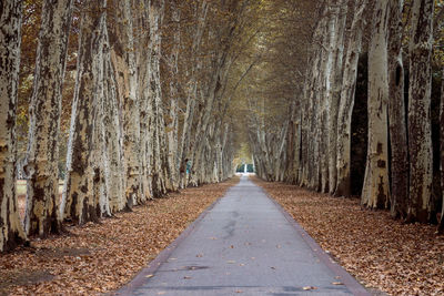 Road amidst trees in forest during autumn