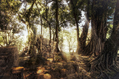 Sunlight streaming through trees in forest
