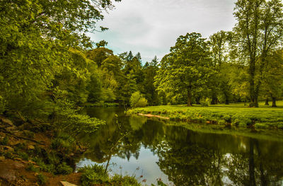 Scenic view of lake in forest against sky