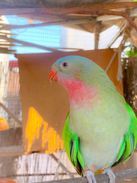 Close-up of parrot in cage