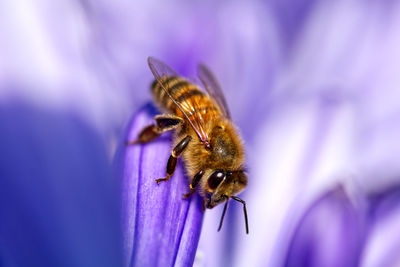 Close-up of bee pollinating on flower