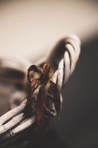 Close-up of wilted flower