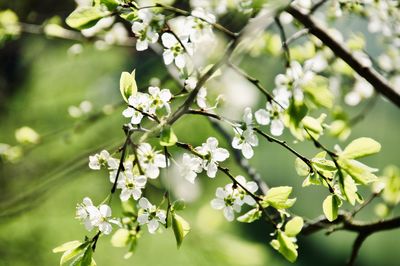 Close-up of white flowering plant