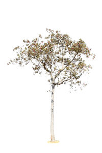 Tree against white background
