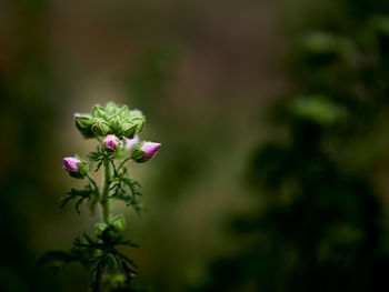 Close-up of pink flowering plant
