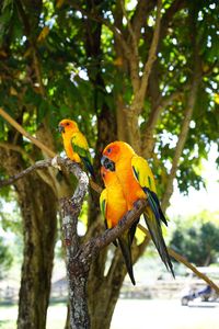 Close-up of parrot perching on tree