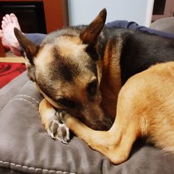 Close-up of dog sleeping on bed at home