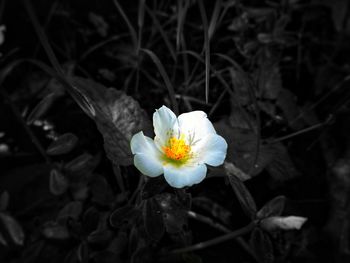 Close-up of white crocus flower on field