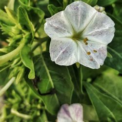 Close-up of flowers blooming in garden