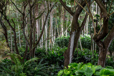 Trees in forest