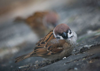 Close-up of a bird