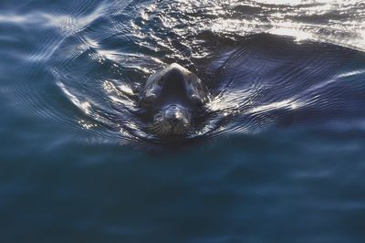 Close-up portrait of seal pup in water