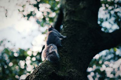 Low angle view of squirrel on tree