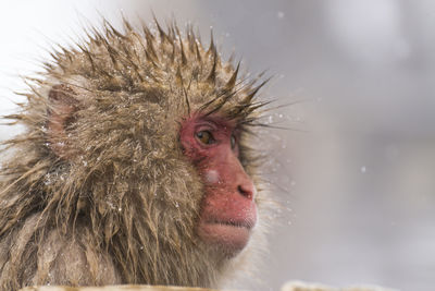 Snow monkey's face ,close-up