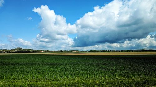 Scenic view of agricultural field against sky