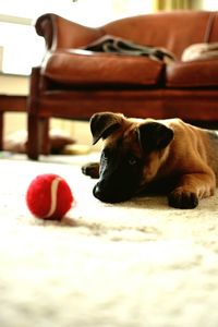 Close-up of dog relaxing at home