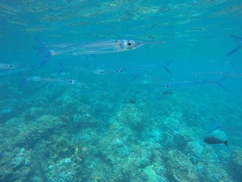 School of fish swimming in water