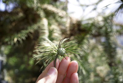 New fresh pine cone held by a hand under the sun