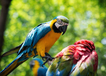 Close-up of parrot perching on leaf