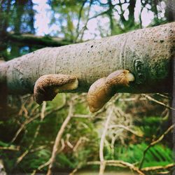 Close-up of mushrooms growing on tree trunk