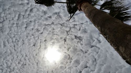 Low angle view of trees against sky