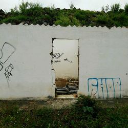 Plants growing on wall