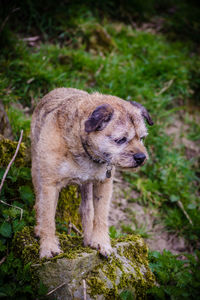 Close-up of dog standing outdoors