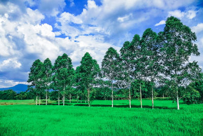 Trees on field against sky