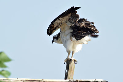 Osprey perching on wooden post against clear sky on sunny day