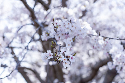 Close-up of cherry blossom