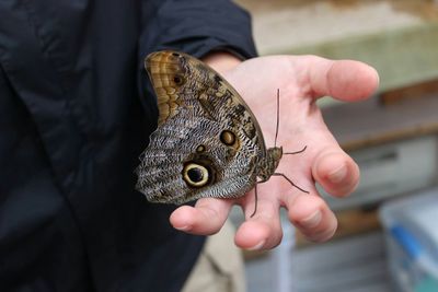 Close-up of butterfly