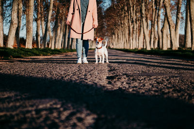 Portrait of dog on the road