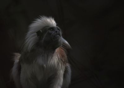 Close-up portrait of rabbit over black background