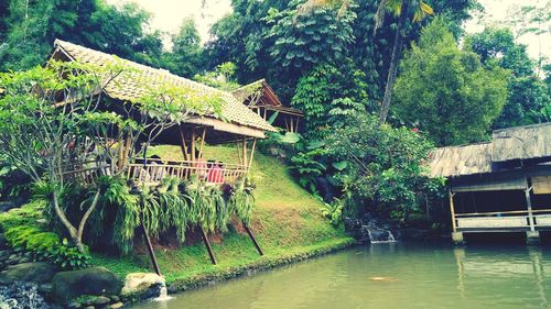 View of lush foliage