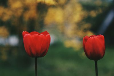 Close-up of red poppy blooming outdoors