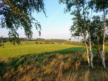 Scenic view of field against clear sky