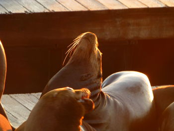 Seals relaxing on pier 39