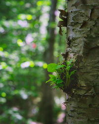 Close-up of mushroom growing on tree trunk