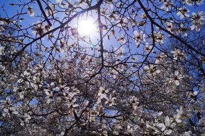 Low angle view of white magnolia tree against blue sky