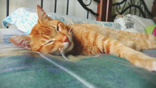 Close-up of cat relaxing on floor