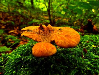 Close-up of mushroom growing on tree